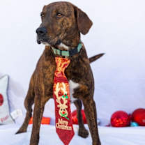 Thumbnail photo of Blitzen #1