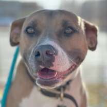 Thumbnail photo of Moxie #2