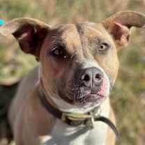 Thumbnail photo of Moxie #4