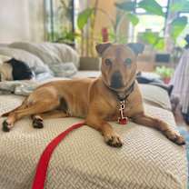 Thumbnail photo of PEPPA #2