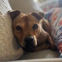 Thumbnail photo of PEPPA #4