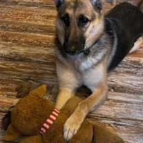 Thumbnail photo of Sasha (PA) #1