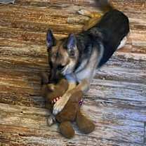 Thumbnail photo of Sasha (PA) #2