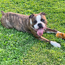 Thumbnail photo of Mister #3