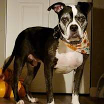 Thumbnail photo of Maggi #2