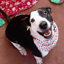 Thumbnail photo of Precious #4