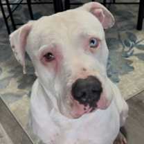 Thumbnail photo of Phineas #1