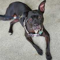 Thumbnail photo of ELLIE (COURTESY POST) #1