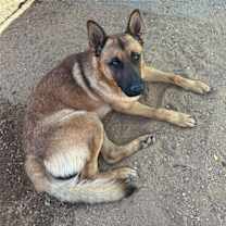 Thumbnail photo of Angelito- IN FOSTER HOME #4