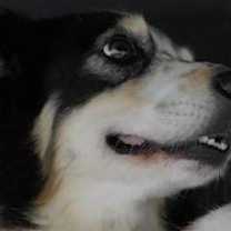 Thumbnail photo of Daisy #2