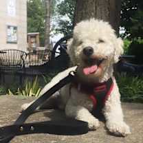 Thumbnail photo of Poo #1