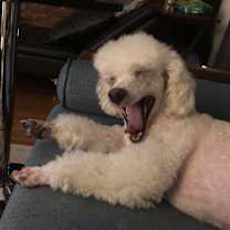 Thumbnail photo of Poo #3