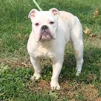 Thumbnail photo of Bailey (Deaf/Spayed) #1