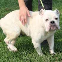 Thumbnail photo of Bailey (Deaf/Spayed) #2