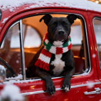 Thumbnail photo of Dixie #1