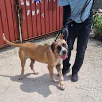 Thumbnail photo of Maggie #3