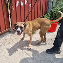 Thumbnail photo of Maggie #4