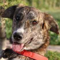 Thumbnail photo of Rindle #1