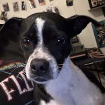 Thumbnail photo of Dottie #1