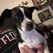 Thumbnail photo of Dottie #2