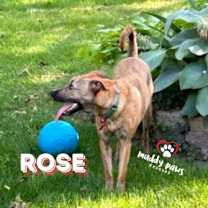 Thumbnail photo of Rose #2