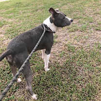 Thumbnail photo of Goliath #3