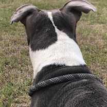 Thumbnail photo of Goliath #4