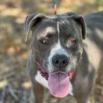 Thumbnail photo of Blue #2