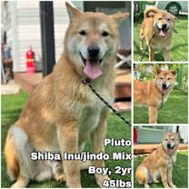 Thumbnail photo of Pluto from Korea #1