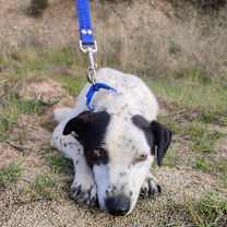 Thumbnail photo of Marvin #3