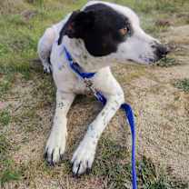 Thumbnail photo of Marvin #4
