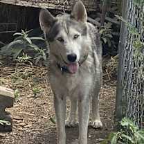 Thumbnail photo of Lakota #1