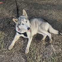 Thumbnail photo of Lakota #2