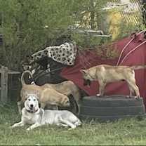 Thumbnail photo of Lakota #4