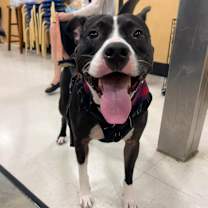 Thumbnail photo of Ophelia #1