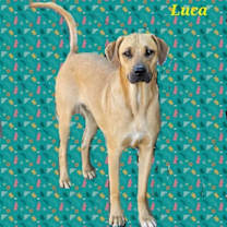 Thumbnail photo of Luca #1