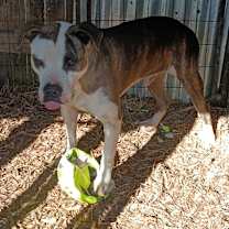 Thumbnail photo of Petey #1