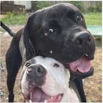 Thumbnail photo of Harry #4