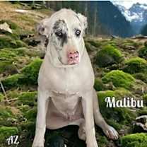 adopt-pet