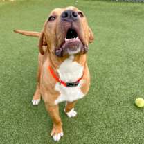 Thumbnail photo of Howard #3