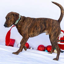 Thumbnail photo of Blitzen #2