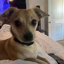 Thumbnail photo of Cheeto #1