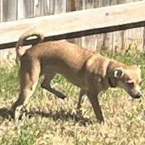 Thumbnail photo of Cheeto #2