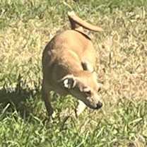 Thumbnail photo of Cheeto #3