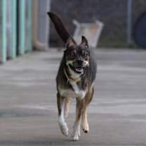 Thumbnail photo of Frankie #2