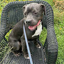 Thumbnail photo of Capone #1