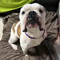 Thumbnail photo of Archie #2