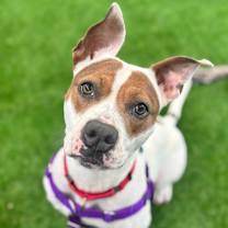 Thumbnail photo of Mistletoe #2