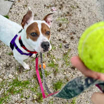 Thumbnail photo of Mistletoe #3