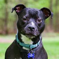 Thumbnail photo of Blaise #3